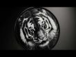 Silver Black and White Tiger - Obsidian Black